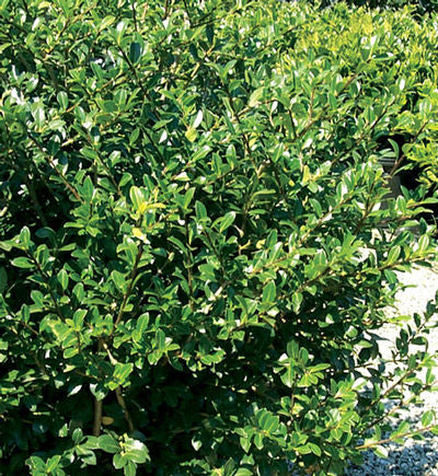 Green Lustre