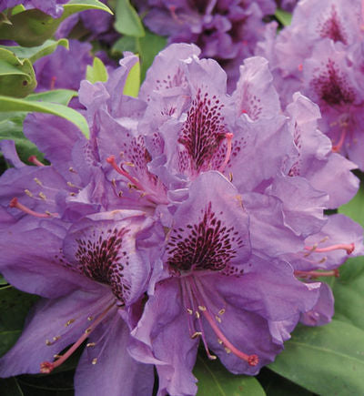 Purpureum Elegans