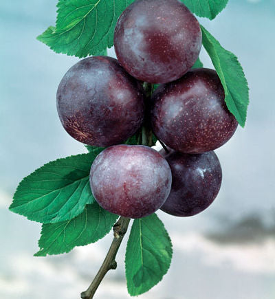 Satsuma