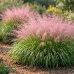 Pink Muhly
