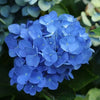 Nikko Blue