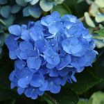 Nikko Blue