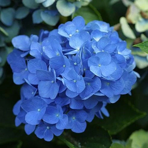 Nikko Blue