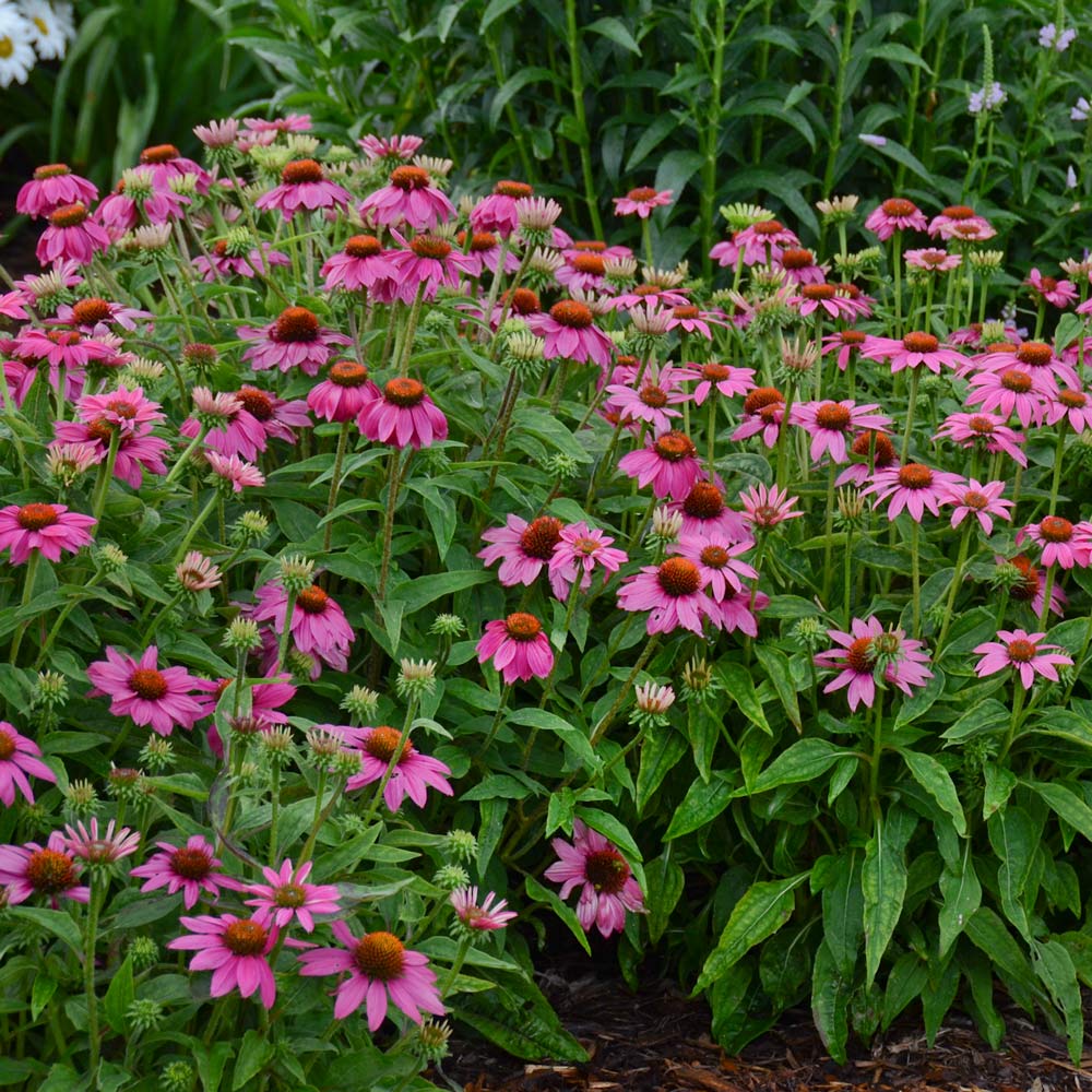 PowWow® Wildberry