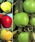 4 Way Combo Apple