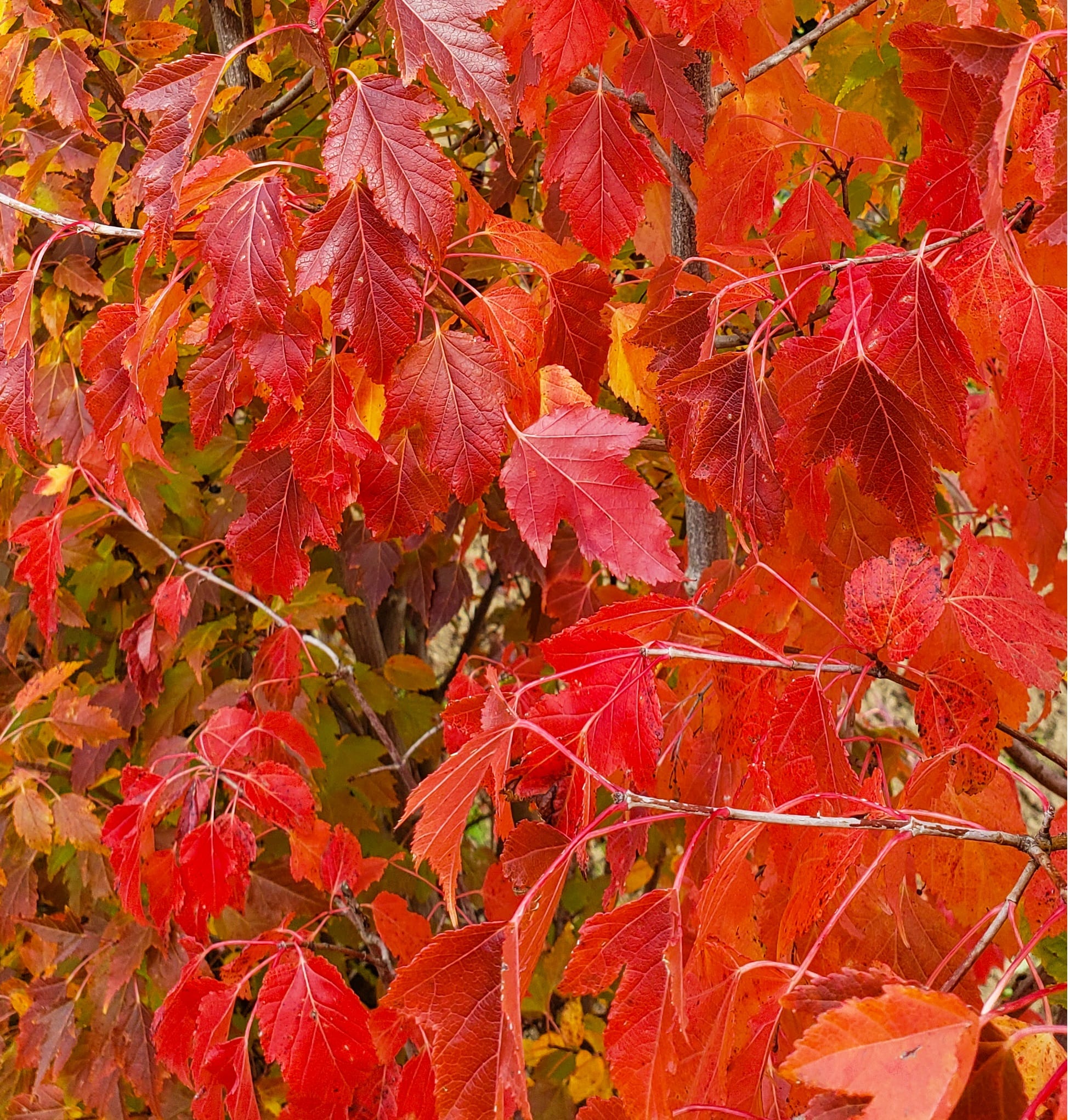 Flame Amur Maple