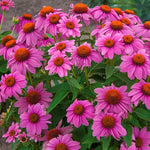 PowWow® Wildberry