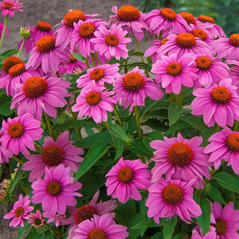 PowWow® Wildberry