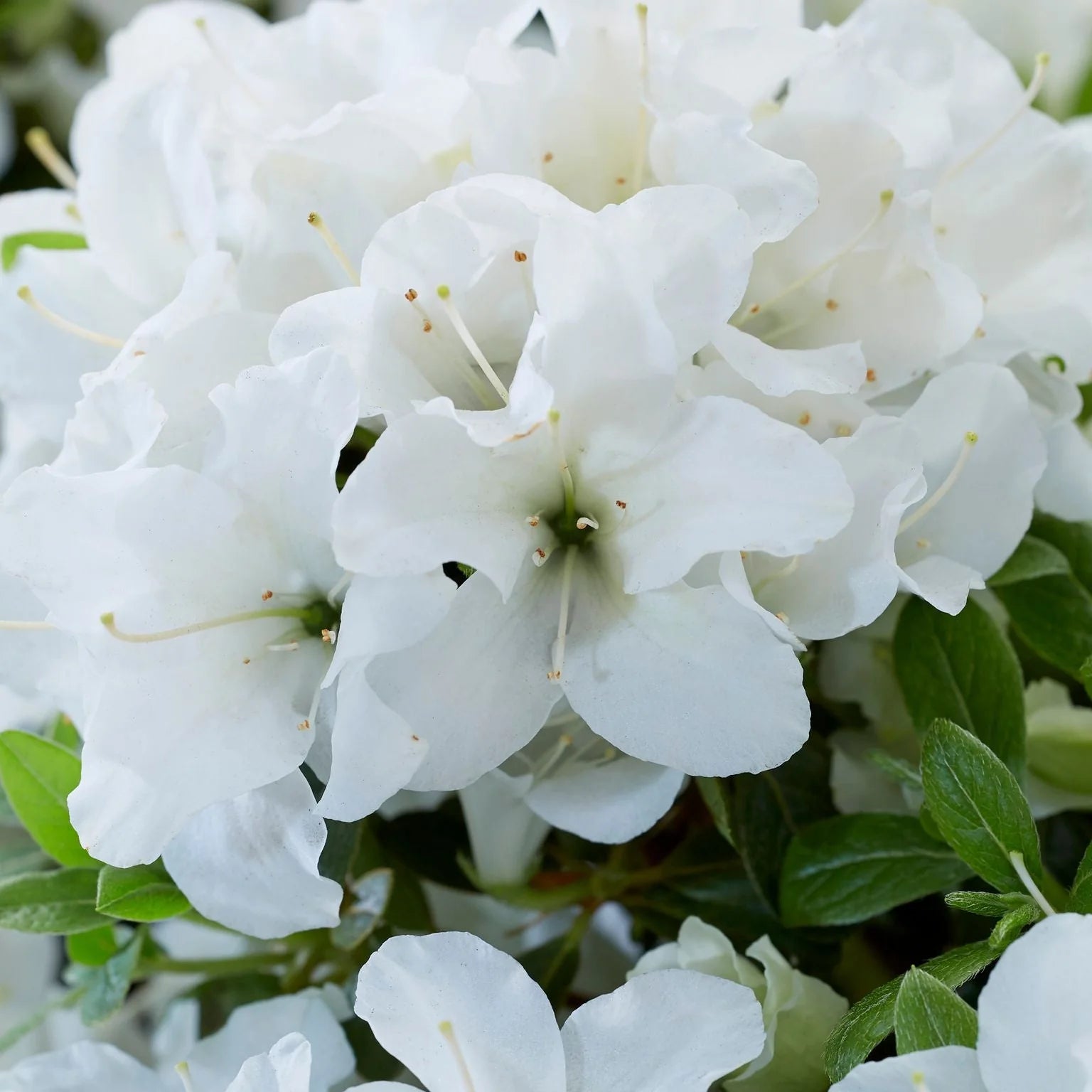 Encore® Autumn Dove