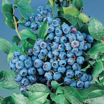 Bluecrop