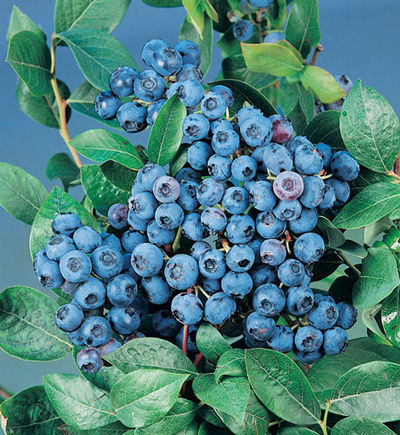 Bluecrop