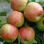 Braeburn