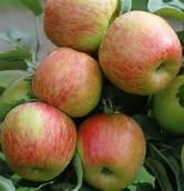Braeburn