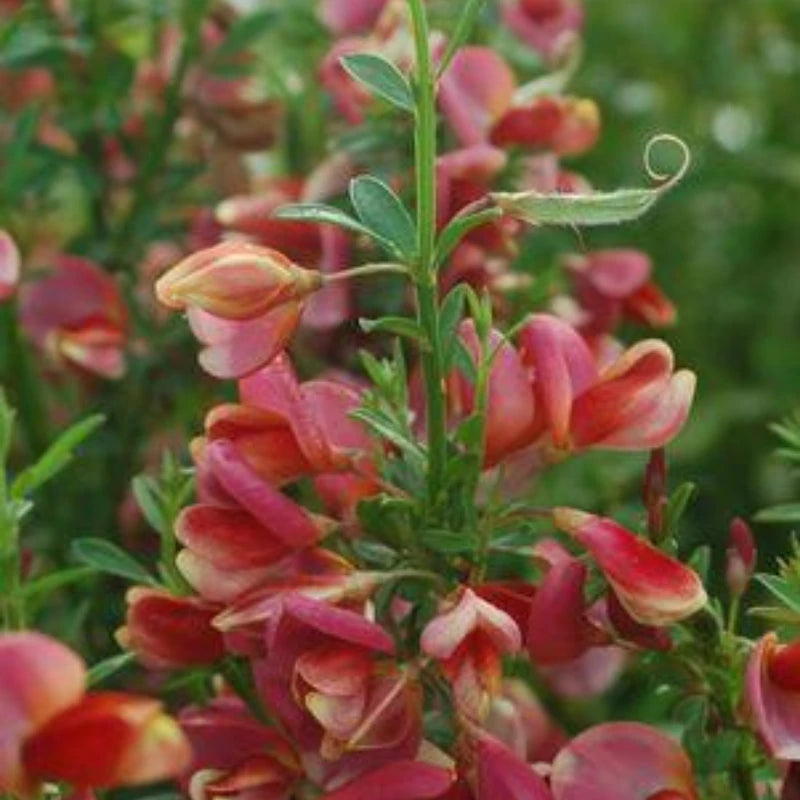 Burkwoodii
