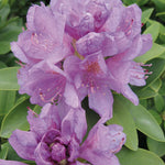 Catawbiense Grandiflorum