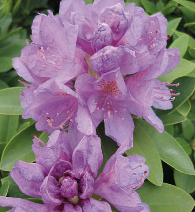 Catawbiense Grandiflorum
