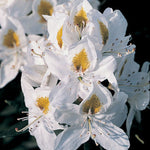 Chionoides