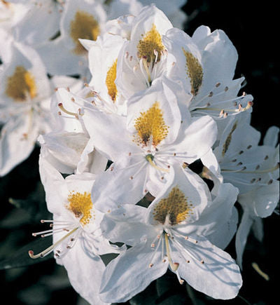 Chionoides