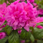 Encore® Autumn Majesty™