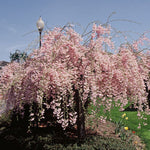 Double Subhirtella (weeping)