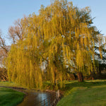 Weeping Willow