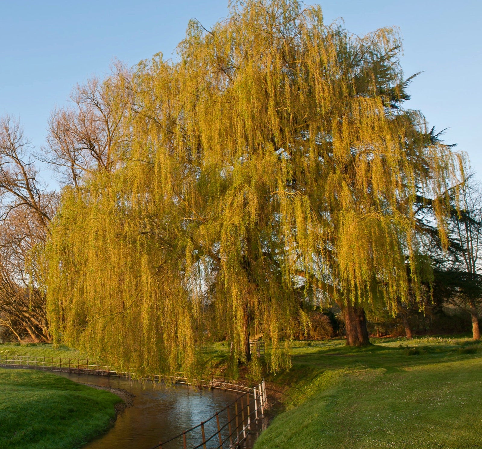 Weeping Willow