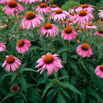 Echinacea Purpurea
