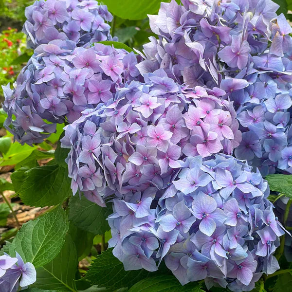 Bloomstruck