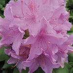 English Roseum