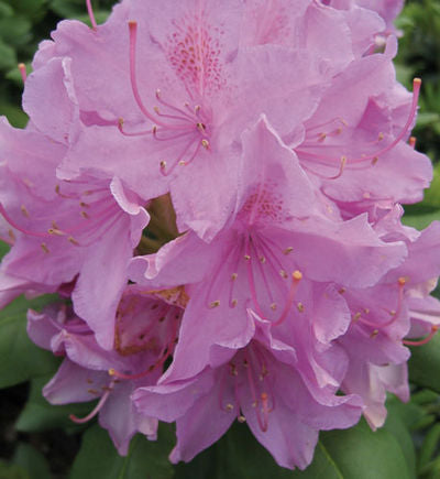 English Roseum