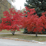 Flame Amur Maple