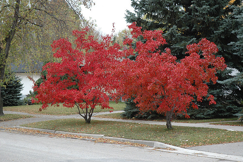 Flame Amur Maple