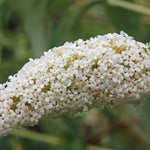 White Profusion