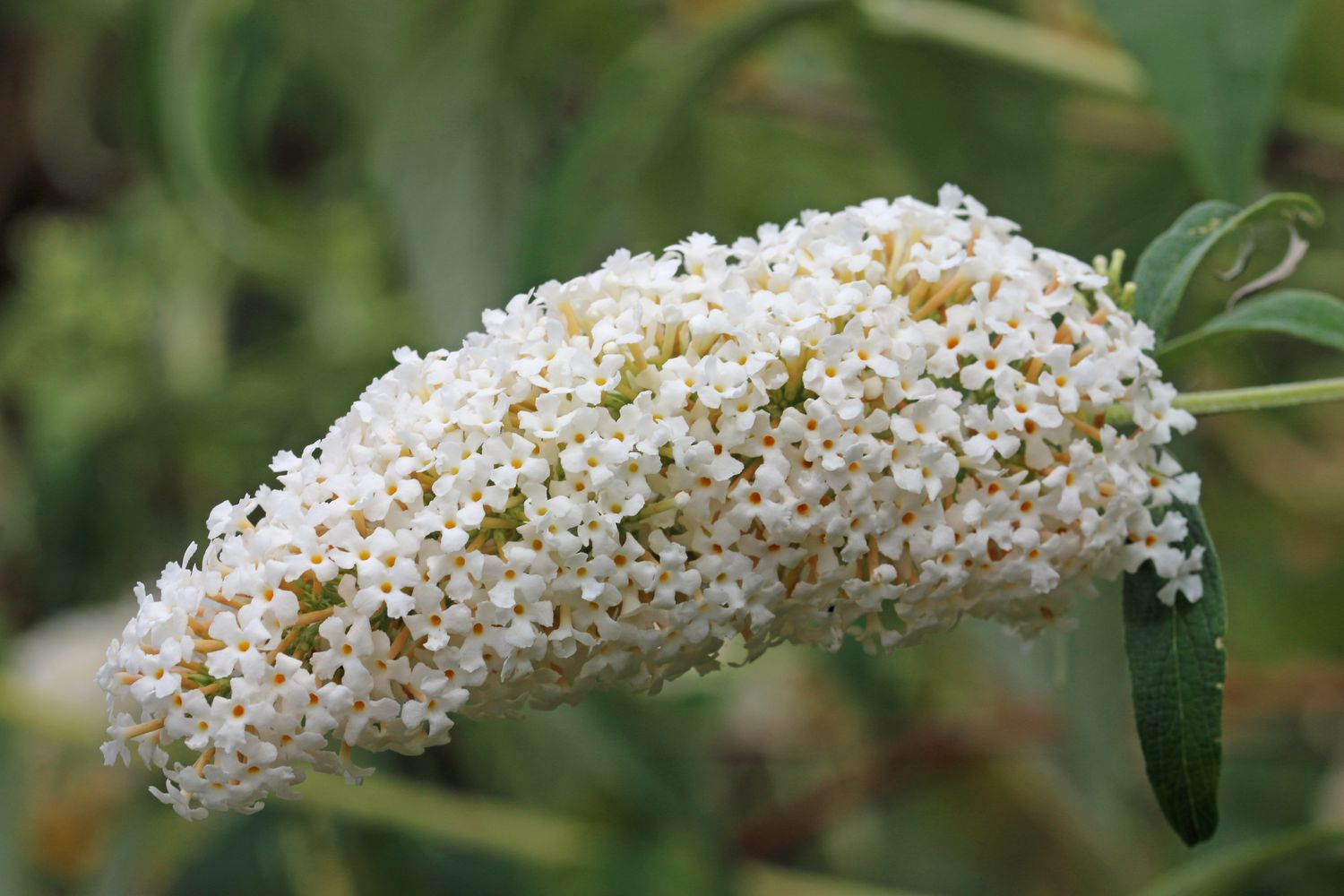 White Profusion