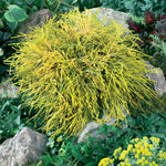 Gold Mop