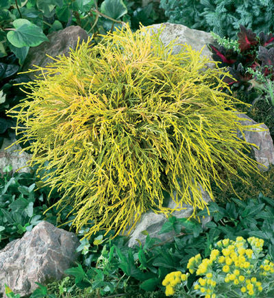 Gold Mop