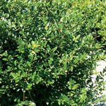 Green Lustre