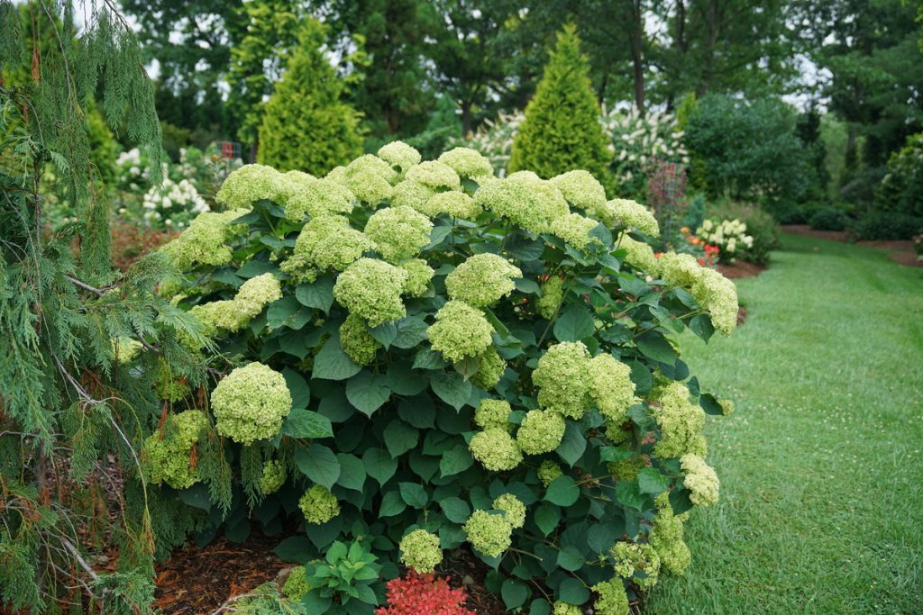 Invincibelle Sublime