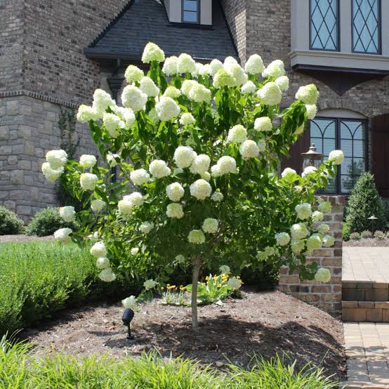 Hydrangea Limelight Tree