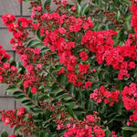 Enduring Red™