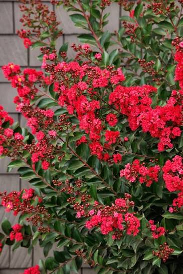 Enduring Red™