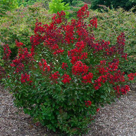 Enduring Red™