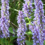 Blue Fortune