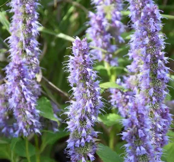 Blue Fortune