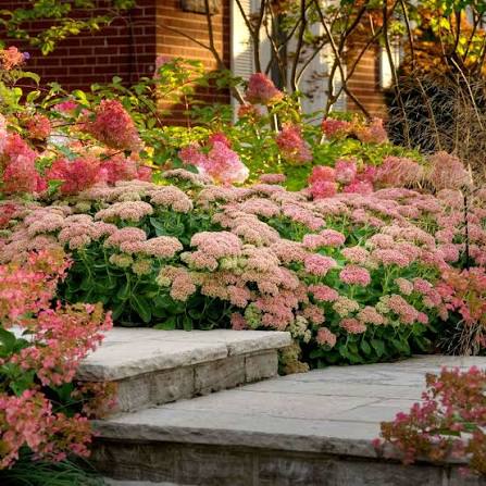 Autumn Joy