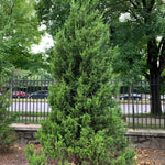 Hillspire