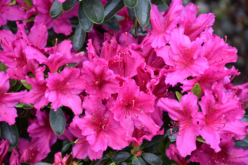Fuchsia