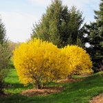 Forsythia