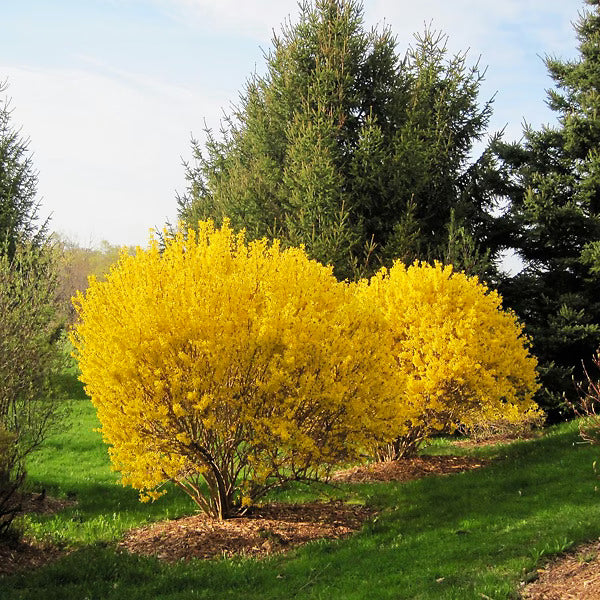 Forsythia