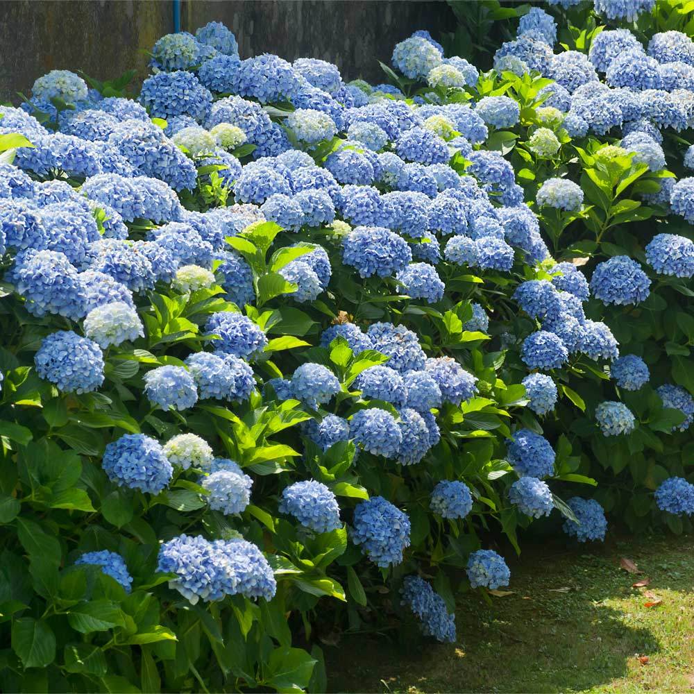 Nikko Blue